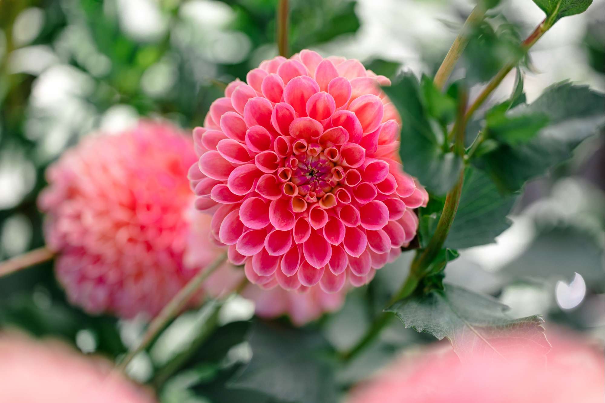 Dahlia 'Jowey Winnie'